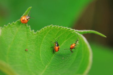 Vahşi doğada hemiptera böcekleri, Kuzey Çin