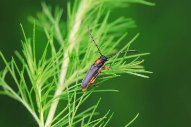 Kuzey Çin 'deki yabani bitkiler üzerine uzun mısır.
