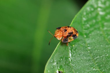 Hispidae ailesi Kuzey Çin 'de bitkilerin üzerinde sürünüyor.