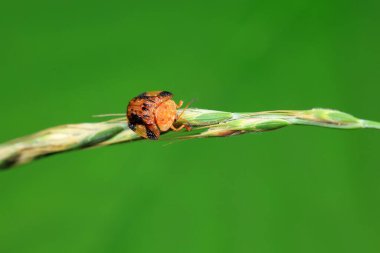 Hispidae ailesi Kuzey Çin 'de bitkilerin üzerinde sürünüyor.