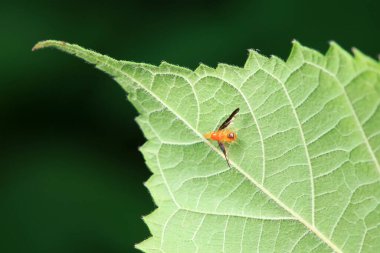 Kuzey Çin 'deki yabani bitkilerin üzerinde uçuyor.