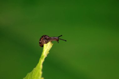 Yabani bitkilerin üzerindeki salyangozlar, Kuzey Çin