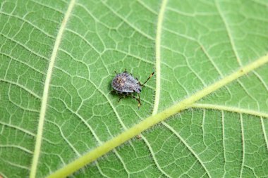 Vahşi doğada hemiptera böcekleri, Kuzey Çin