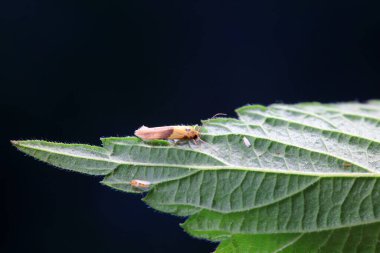 Lepidoptera böcekleri vahşi doğada, Kuzey Çin