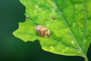Hispidae ailesi Kuzey Çin 'de bitkilerin üzerinde sürünüyor.