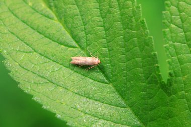 Lepidoptera böcekleri vahşi doğada, Kuzey Çin