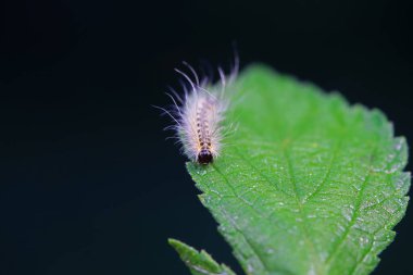 Lepidoptera larvaları vahşi doğada, Kuzey Çin