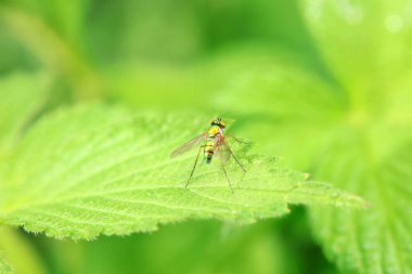 Kuzey Çin 'deki yabani bitkiler üzerindeki sinek.