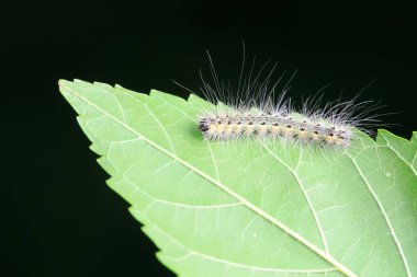 Lepidoptera larvaları vahşi doğada, Kuzey Çin