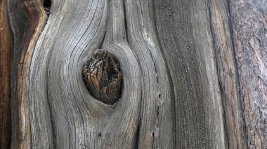 Platycladus orientalis 'in gövde yapısı