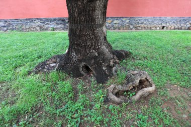 Eski çekirge ağacı Pekin Botanik Bahçesinde.