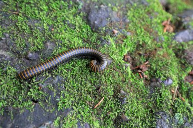 Kırkayaklar vahşi doğada, Kuzey Çin