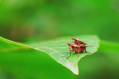 Kuzey Çin 'deki yabani bitkilerin üzerinde uçuyor.