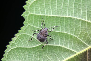 Vahşi doğada hemiptera böcekleri, Kuzey Çin