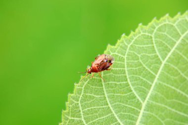 Vahşi doğada hemiptera böcekleri, Kuzey Çin