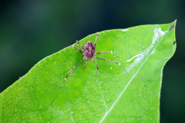 Vahşi doğadaki örümcekler, Kuzey Çin