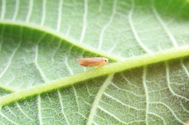 Kuzey Çin 'deki yabani bitkilerin üzerine ağustos böceği yaprağı