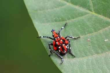 Kuzey Çin 'deki yabani bitkilerin üzerindeki Cicadellidae böcekleri.