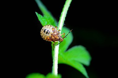 Vahşi doğada hemiptera böcekleri, Kuzey Çin
