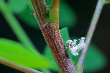 Kuzey Çin 'deki yabani bitkilerin üzerindeki Cicadellidae böcekleri.