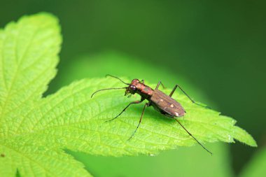 Coleoptera Cicindelidae böceği vahşi doğada, Kuzey Çin