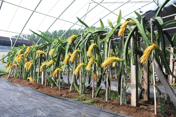 stock image Pitaya plantation in North China