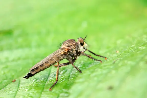 stock image Insectivorous Gadfly in the wild, North China