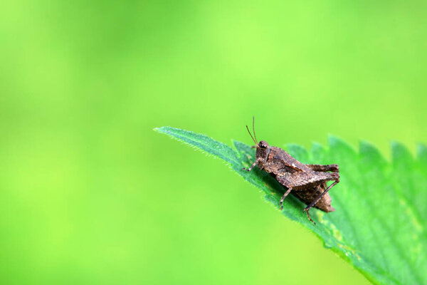 Locusts perch on weeds in North China