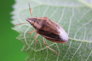 Vahşi doğada hemiptera böcekleri, Kuzey Çin