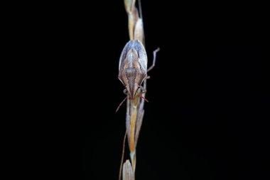 Vahşi doğada hemiptera böcekleri, Kuzey Çin