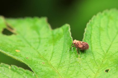 Kuzey Çin 'deki yabani bitkilerin üzerindeki Cicadellidae böcekleri.