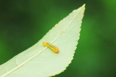 Kuzey Çin 'deki yabani bitkilerin üzerinde arı larvaları.