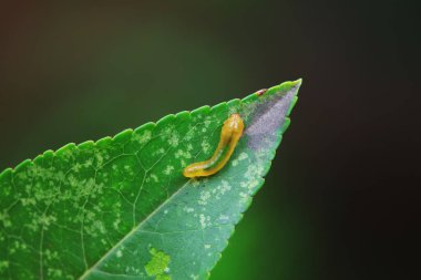 Kuzey Çin 'deki yabani bitkilerin üzerinde arı larvaları.