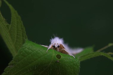 Lepidoptera böcekleri vahşi doğada, Kuzey Çin