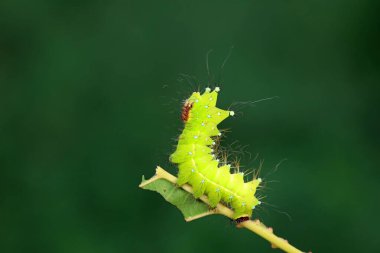 Lepidoptera larvaları vahşi doğada, Kuzey Çin