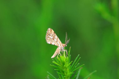 Lepidoptera böcekleri vahşi doğada, Kuzey Çin