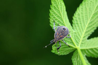 Vahşi doğada hemiptera böcekleri, Kuzey Çin
