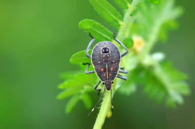 Vahşi doğada hemiptera böcekleri, Kuzey Çin