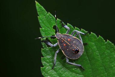 Vahşi doğada hemiptera böcekleri, Kuzey Çin