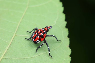 Kuzey Çin 'deki yabani bitkilerin üzerindeki Cicadellidae böcekleri.