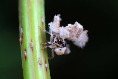 Kuzey Çin 'deki yabani bitkilerin üzerindeki Cicadellidae böcekleri.