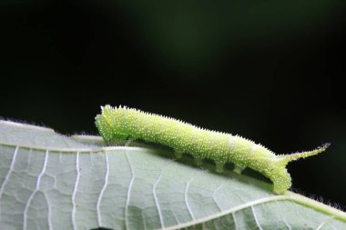 Lepidoptera larvaları vahşi doğada, Kuzey Çin