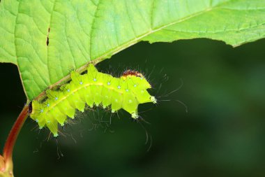 Lepidoptera larvaları vahşi doğada, Kuzey Çin
