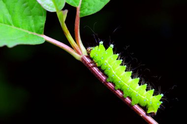 Lepidoptera larvaları vahşi doğada, Kuzey Çin