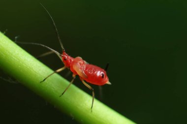 Vahşi doğada yaprak bitleri, Kuzey Çin