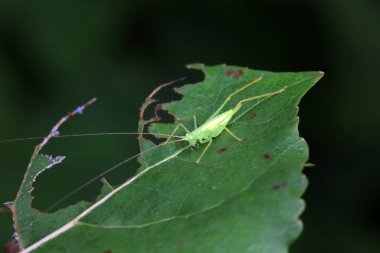 Kuzey Çin 'de Katydid perileri.