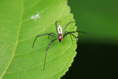 Vahşi doğadaki örümcekler, Kuzey Çin