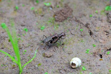 Coleoptera Cicindelidae böceği vahşi doğada, Kuzey Çin