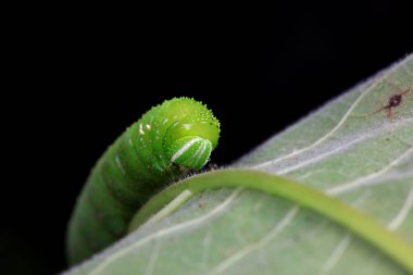 Lepidoptera larvaları vahşi doğada, Kuzey Çin