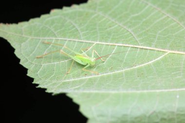 Kuzey Çin 'de Katydid perileri.